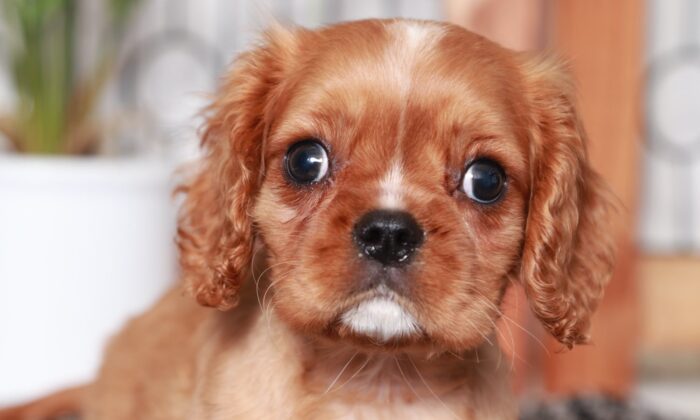 Chestnut - Funny Ruby Male ACA Cavalier Puppy - Image 2