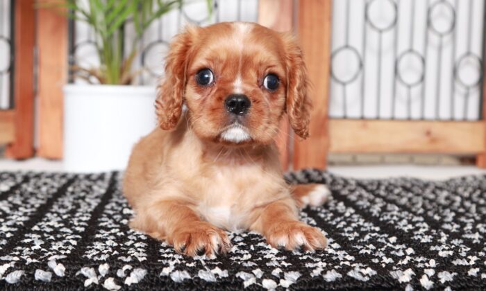 Chestnut - Funny Ruby Male ACA Cavalier Puppy - Image 3