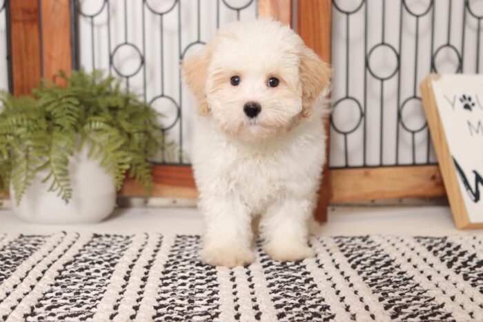 Chex - Handsome Male Malti-Poo Puppy