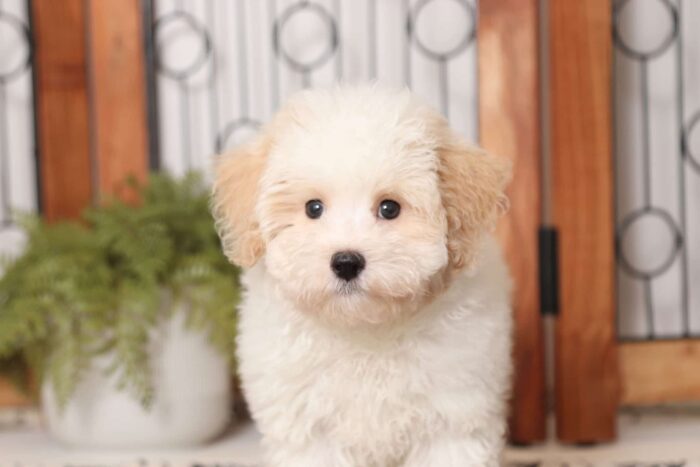 Chex - Handsome Male Malti-Poo Puppy - Image 2