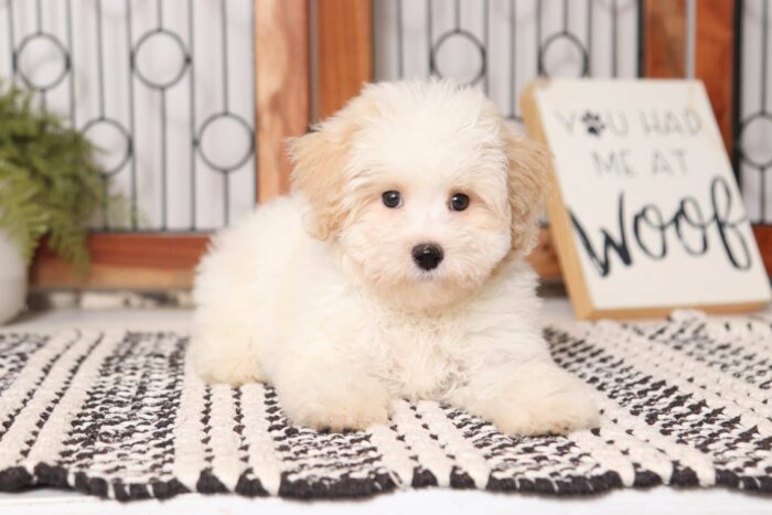 Chex - Handsome Male Malti-Poo Puppy - Image 3