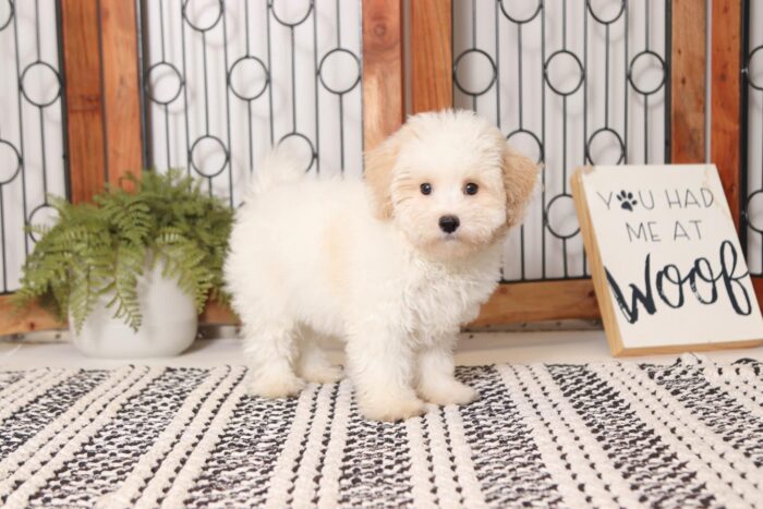 Chex - Handsome Male Malti-Poo Puppy - Image 4