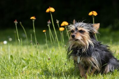 Chihuahua x Yorkie Mix (Chorkie)