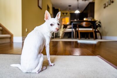 white chihuahua mix looking back at the camera