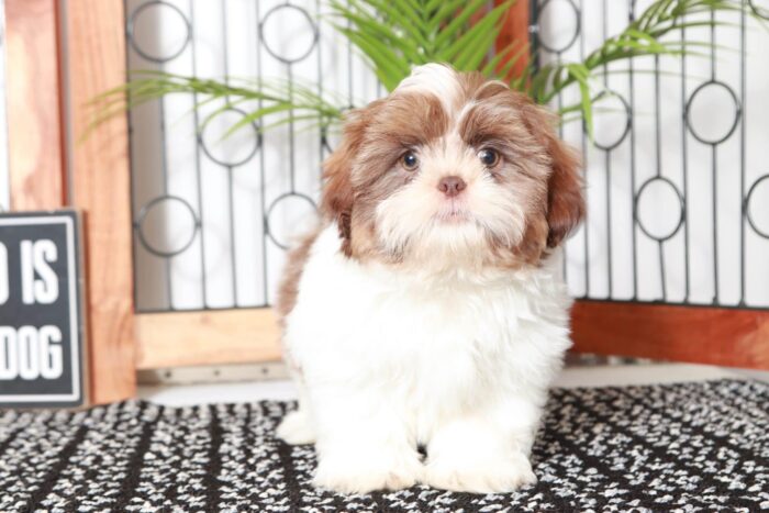 Chuck- Curious Little ACA Male Shih Tzu Puppy - Image 4