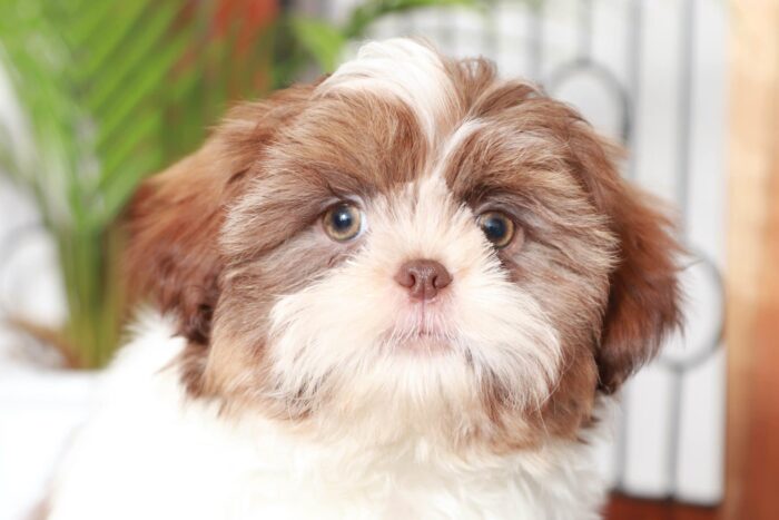 Chuck- Curious Little ACA Male Shih Tzu Puppy