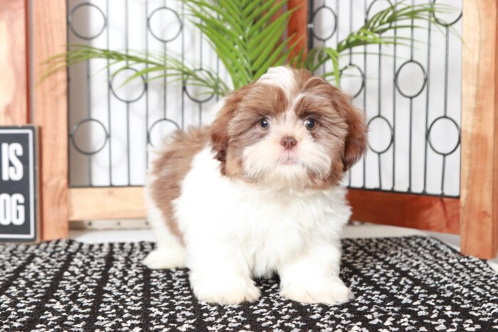 Chuck- Curious Little ACA Male Shih Tzu Puppy - Image 2