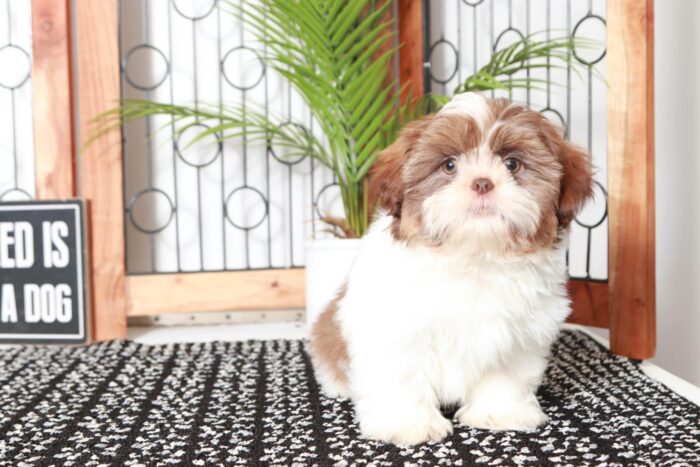 Chuck- Curious Little ACA Male Shih Tzu Puppy - Image 3