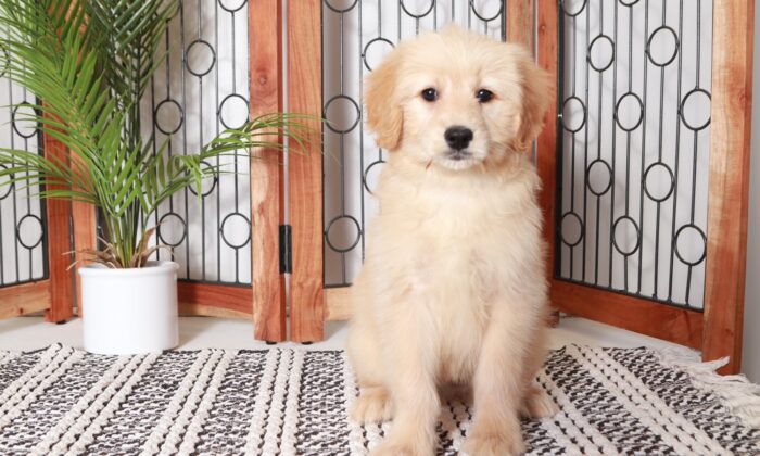 Clove - Loving Tan Female F2B Goldendoodle Puppy