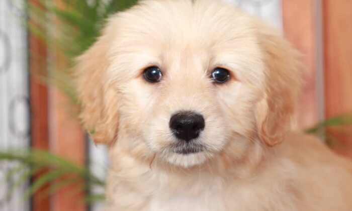 Clove - Loving Tan Female F2B Goldendoodle Puppy - Image 2