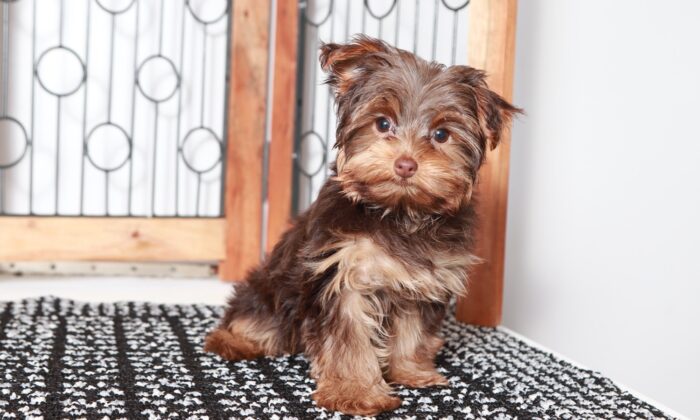 Coco - Cuddly Female Toy ACA Yorkie Puppy