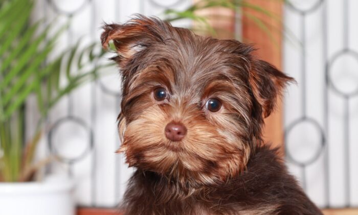 Coco - Cuddly Female Toy ACA Yorkie Puppy - Image 2