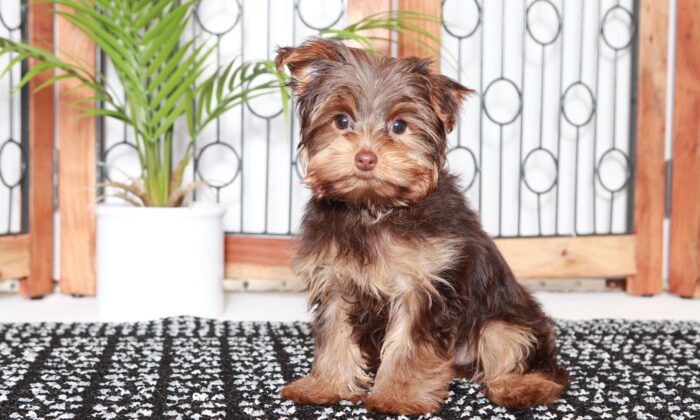 Coco - Cuddly Female Toy ACA Yorkie Puppy - Image 3