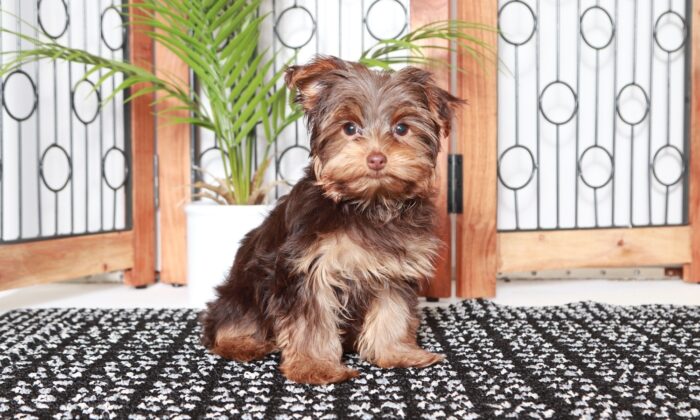 Coco - Cuddly Female Toy ACA Yorkie Puppy - Image 4