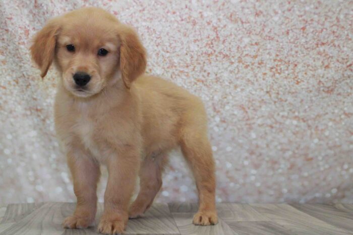 Coop- Lovable AKC Male Golden Retriever Puppy