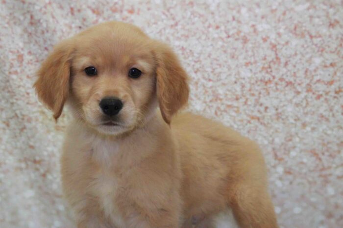 Coop- Lovable AKC Male Golden Retriever Puppy - Image 3