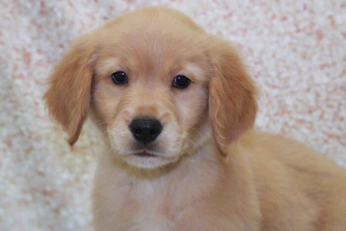 Coop- Lovable AKC Male Golden Retriever Puppy - Image 2