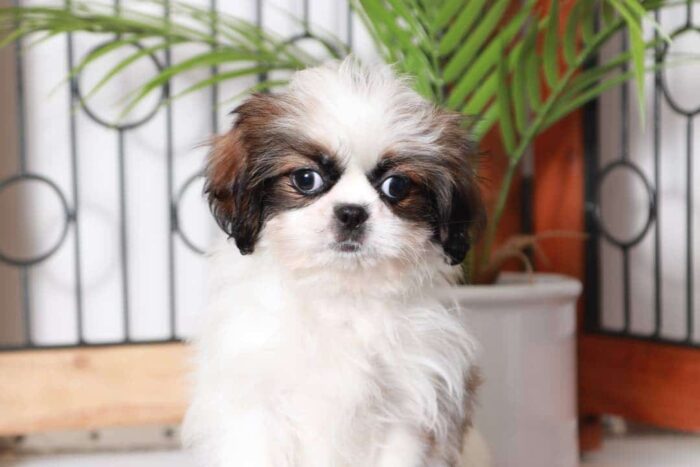 Cora - Cuddly Female Toy ACA Shih-Tzu Puppy - Image 2