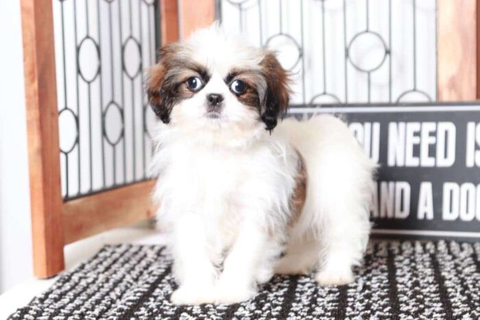 Cora - Cuddly Female Toy ACA Shih-Tzu Puppy - Image 4