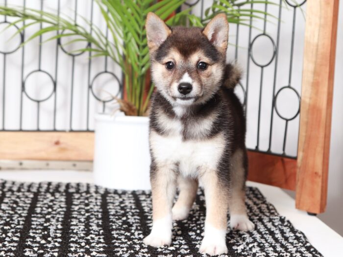 Cornelia - Loving Black Female ACA Shiba Inu Puppy