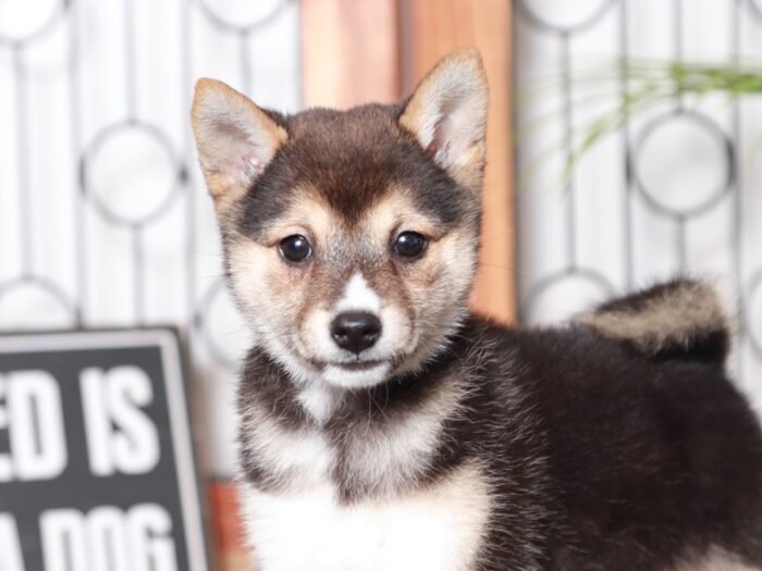 Cornelia - Loving Black Female ACA Shiba Inu Puppy - Image 2