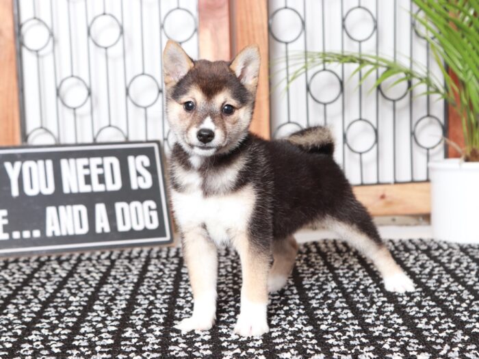 Cornelia - Loving Black Female ACA Shiba Inu Puppy - Image 3