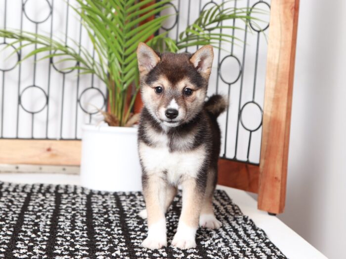 Cornelia - Loving Black Female ACA Shiba Inu Puppy - Image 4