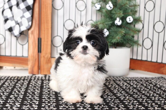 Cory- Funny Little ACA Male Shih Tzu Puppy