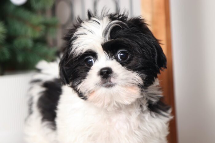 Cory- Funny Little ACA Male Shih Tzu Puppy - Image 2