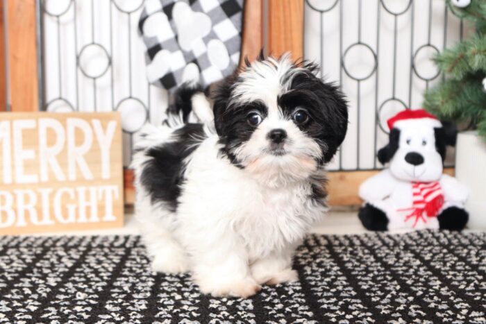 Cory- Funny Little ACA Male Shih Tzu Puppy - Image 4