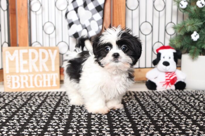 Cory- Funny Little ACA Male Shih Tzu Puppy - Image 3