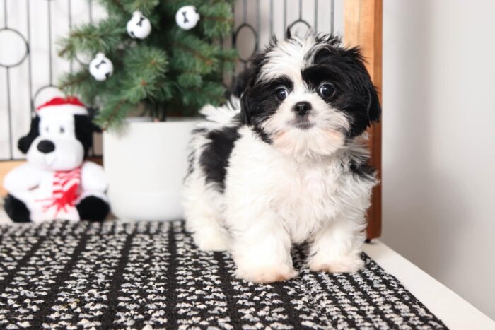 Cory- Funny Little ACA Male Shih Tzu Puppy - Image 6