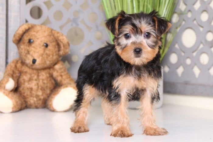 Cruiser - Captivating Male ACA Yorkie