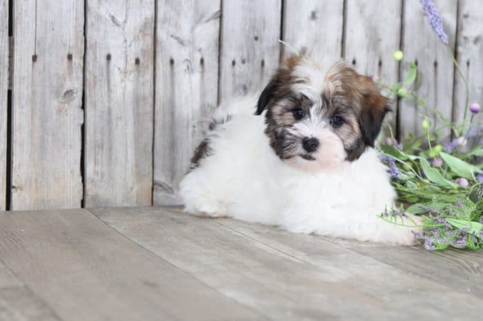 Cruiser - Captivating Male ACA Havanese