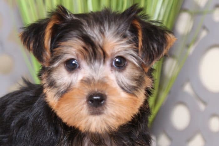 Cruiser - Captivating Male ACA Yorkie - Image 2