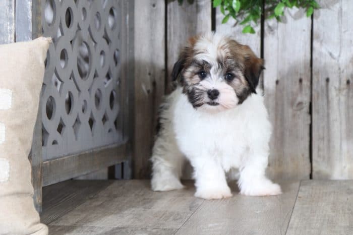 Cruiser - Captivating Male ACA Havanese - Image 2