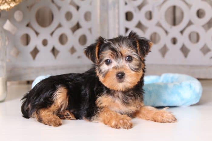 Cruiser - Captivating Male ACA Yorkie - Image 3