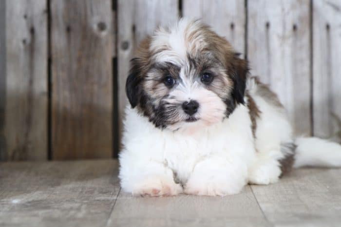 Cruiser - Captivating Male ACA Havanese - Image 3