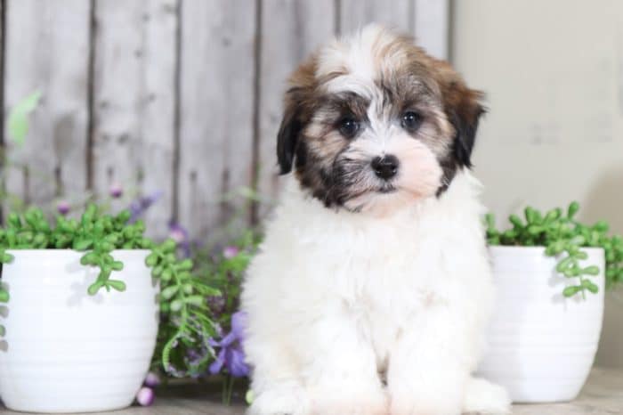 Cruiser - Captivating Male ACA Havanese - Image 4