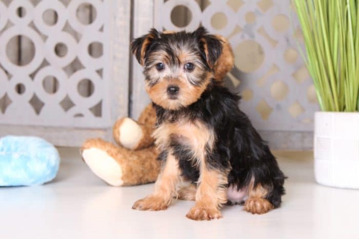 Cruiser - Captivating Male ACA Yorkie - Image 4