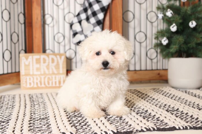 Crystal- Friendly Little Female Bichon Puppy