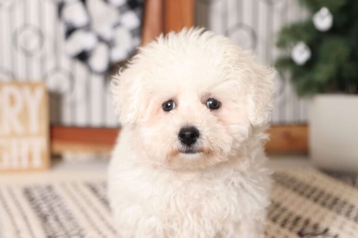 Crystal- Friendly Little Female Bichon Puppy - Image 2