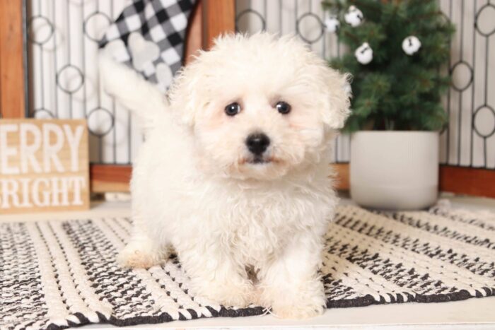 Crystal- Friendly Little Female Bichon Puppy - Image 3