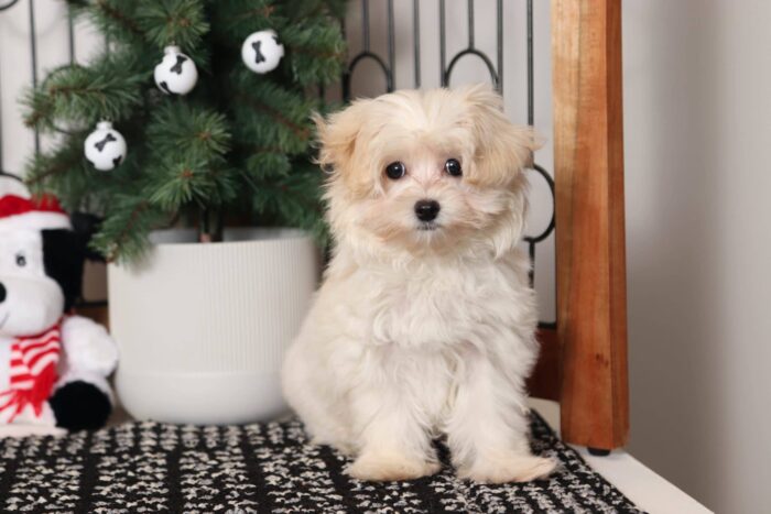 Danielle - Sweet Female Malti-Poo Puppy