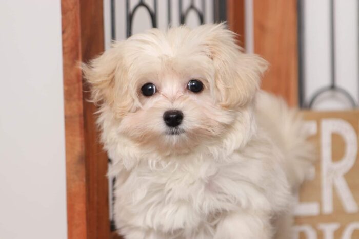 Danielle - Sweet Female Malti-Poo Puppy - Image 2