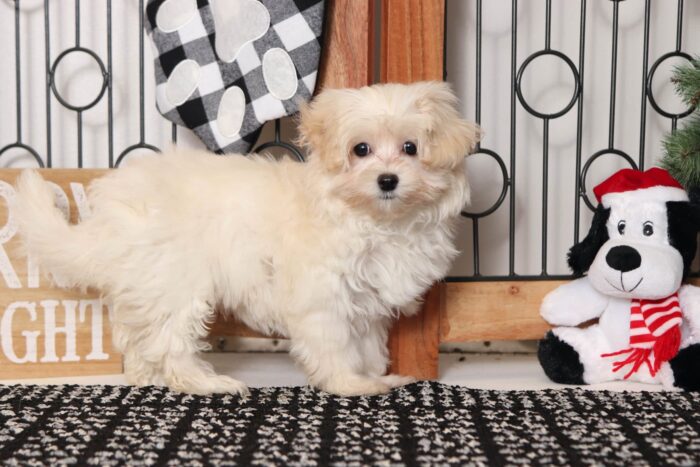 Danielle - Sweet Female Malti-Poo Puppy - Image 3