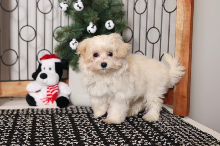 Danielle - Sweet Female Malti-Poo Puppy - Image 4