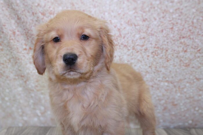 Dapper - Good Looking AKC Male Golden Retreiver Puppy - Image 2