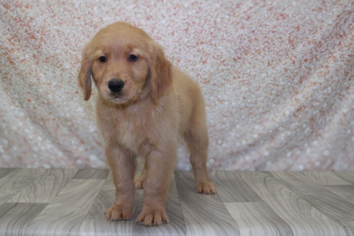 Dapper - Good Looking AKC Male Golden Retreiver Puppy