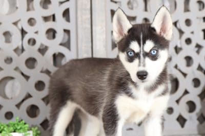 cuddly husky